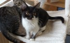 Zorra (4)